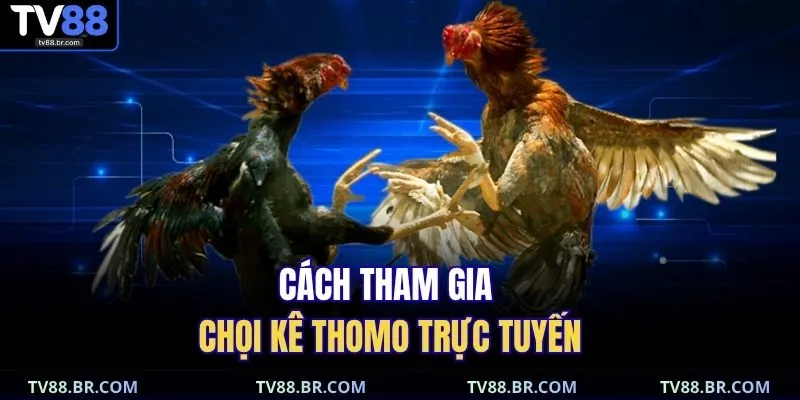 Cách tham gia chọi kê Thomo trực tuyến