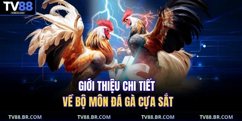 Giới thiệu chi tiết về bộ môn đá gà cựa sắt