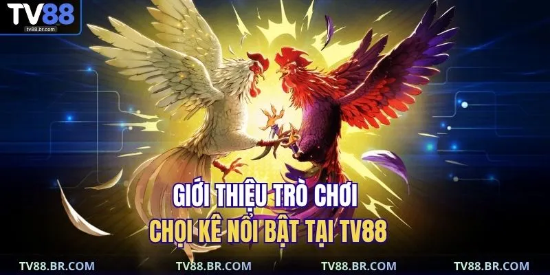 Giới thiệu trò chơi chọi kê nổi bật tại TV88
