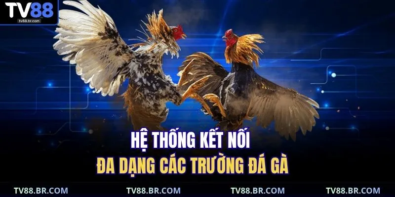 Hệ thống kết nối đa dạng các trường đá gà