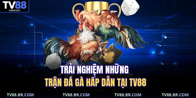 Trải nghiệm những trận đá gà hấp dẫn tại TV88